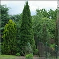 thumbnail image 5 of 10 Bilot Green Giant Arborvitae 8-12" tall trees, 5 of 6