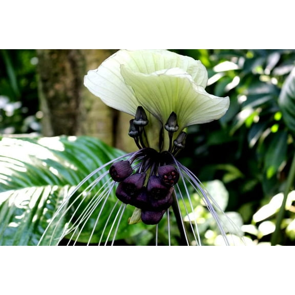 White Bat Flower Seeds - 5 Seeds for Planting - Tacca chantrieri