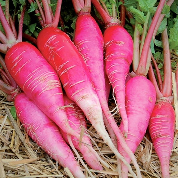 TomorrowSeeds - China Rose Radish Seeds - 600  Count - For 2026 Planting Pink Magenta Red Daikon