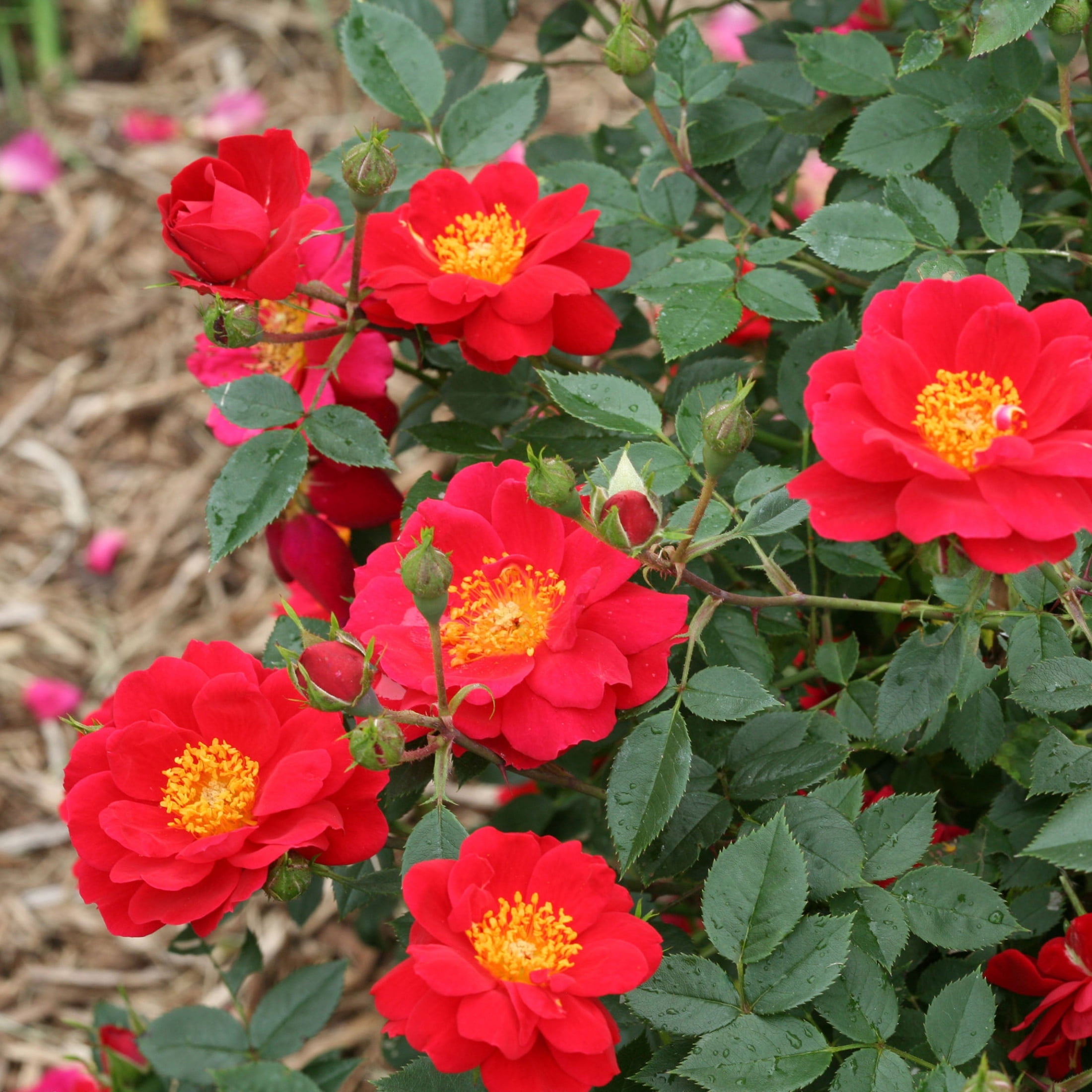 Proven Winners ColorChoice 5" Red Oso Easy Urban Legend Rose Live Plant in 4.5" Pot (4 Count)