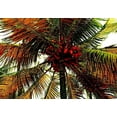 thumbnail image 2 of Simons 14x11 White Modern Wood Framed Museum Art Print Titled - Neon Palm Hot, 2 of 4