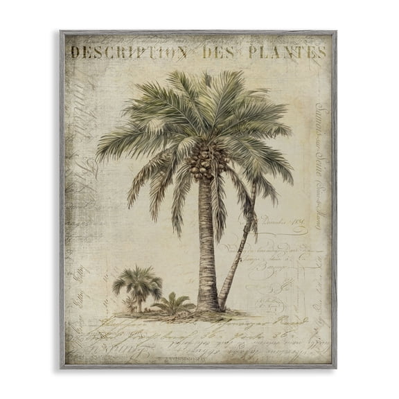Stupell Industries Cottage Vintage Palm Tree Study Gray Framed Giclee Art, 11 x 14, by Andrea Haase