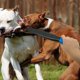 thumbnail image 3 of sin palos,Juguete de barra sin palos para perros para entrenar juguetes para masticar,Palanca de dentición profesional para perros,Perros Medianos Grandes Fuertes Interactivo,Juguete para Salvador sin palos, 3 of 8