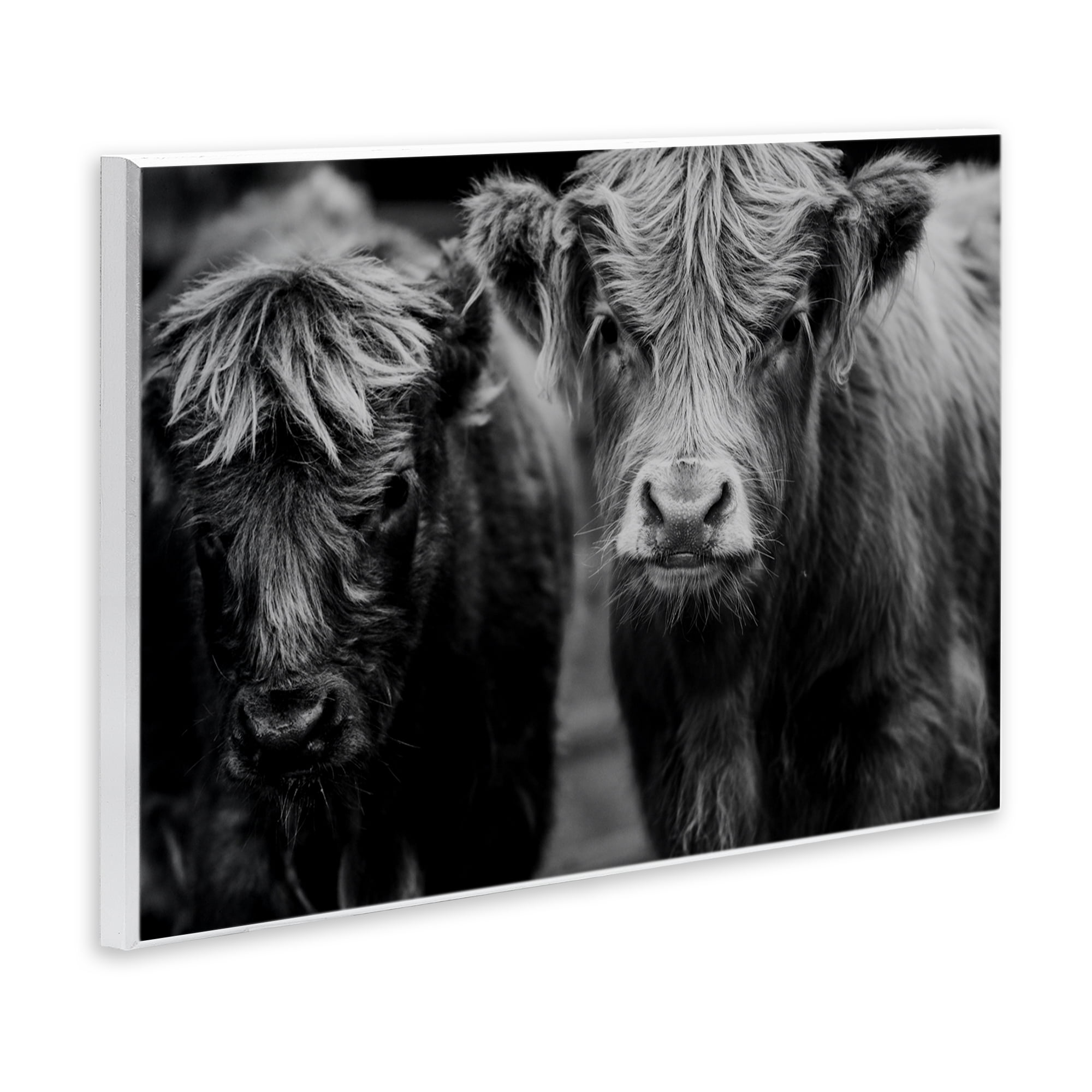 Cow Faces on Farm Wall Plaque Art, design by Amy Carroll