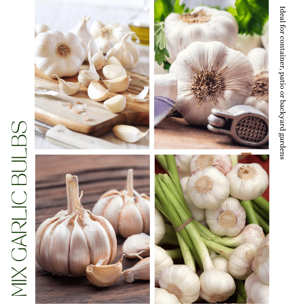 Mix Garlic Bulbs for Planting, Set Garlic Bulbs, 0.5Lb, Assorted Heirloom Garlic for Planting or Culinary Use