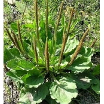 1000 CHINESE PLANTAIN Plantago Asiatica Herb Flower Seeds
