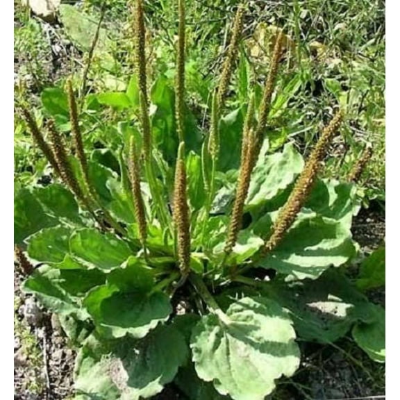 1000 CHINESE PLANTAIN Plantago Asiatica Herb Flower Seeds
