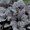Twilight, variant on Southern Living Alabama Sunrise Heucherella Live Perennial in 2.5-Quart Grower Pot