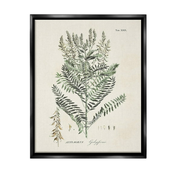 Stupell Industries Forest Plant Study Botanical & Floral Painting Black Floater Framed Canvas Art Print Wall Art, 17 x 21