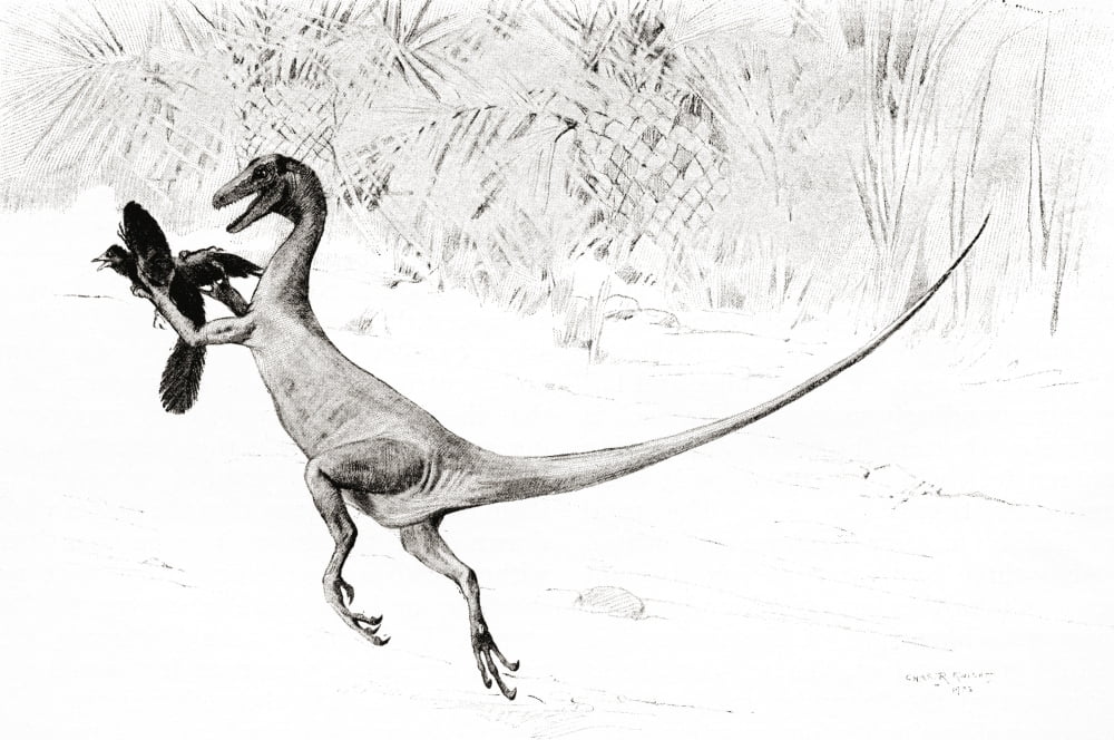 The Bird Catching Ornitholestes Dinosaur In The Act Of Catching The Jurassic Bird Archaeopteryx After The Drawing By Charles R Knight From The Century Illustrated Monthly Magazine May To October 1904