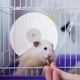 thumbnail image 3 of ColoMX Rueda reutilizable Chinchilla Toy Guinea Pig Run Wheel Pequeña mascota Running Wheel para hámster, 3 of 7