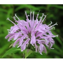 Wild Bergamot Seed - Non-GMO, 200 Seeds, Native Perennial Wildflower for Pollinator Gardens & Herbal Uses. Known for its Aromatic Leaves and Vibrant Lavender Blooms