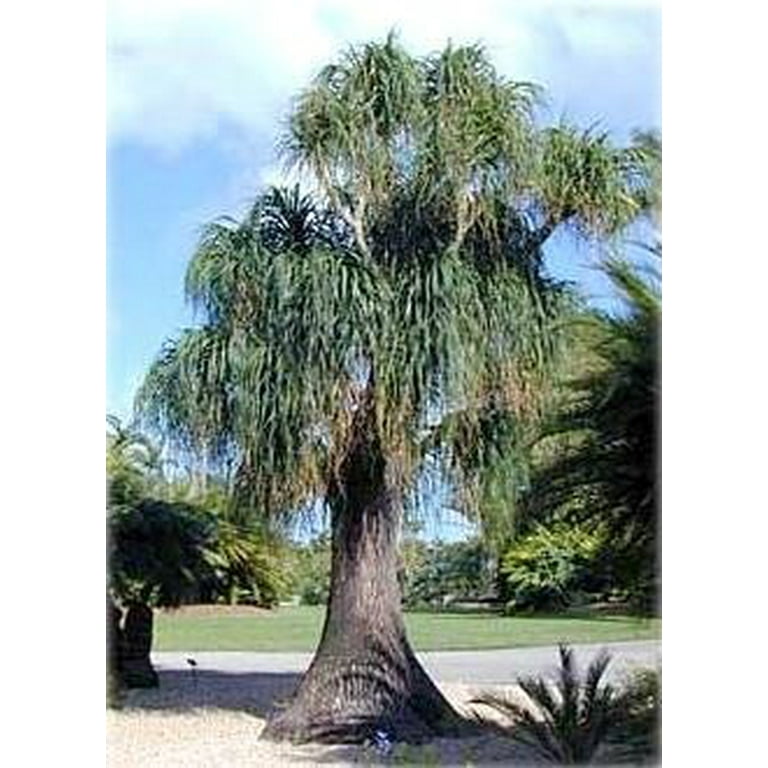 bella zz plant ZZ Plant 10"