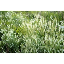 1500 WHITE Blossom SWEET CLOVER Melilotus Officinalis Alba Albus Sweetclover Honey Clover Flower Seeds