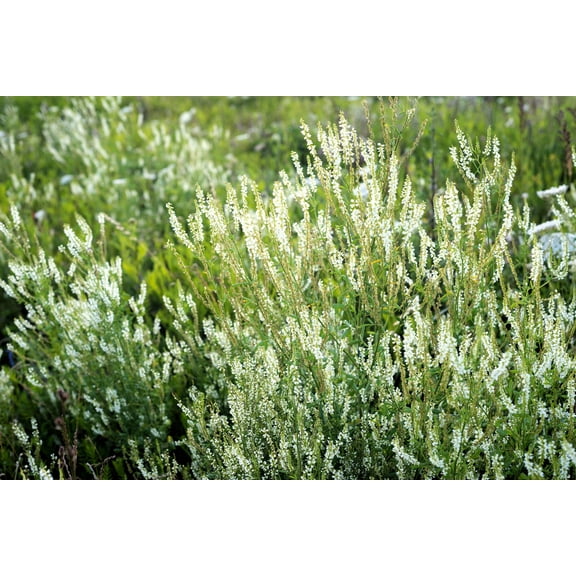 1500 WHITE Blossom SWEET CLOVER Melilotus Officinalis Alba Albus Sweetclover Honey Clover Flower Seeds