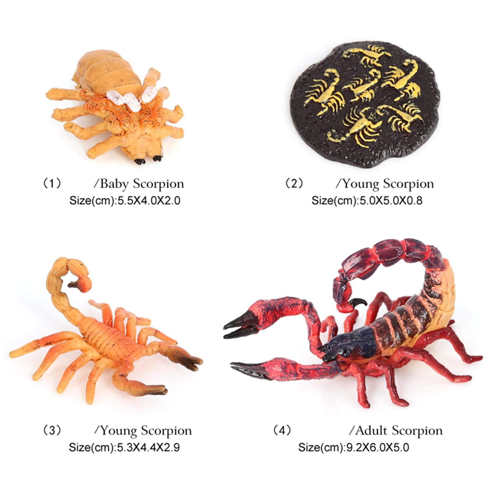 Insect Growth Diary Simulation Red Scorpion Life Cycle Set Model Action Toy 