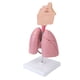 thumbnail image 1 of Modelo Anatómico pulmonar ANGGREK sistema Respiratorio Color Brillante Alta Simulación Profesional, 1 of 8