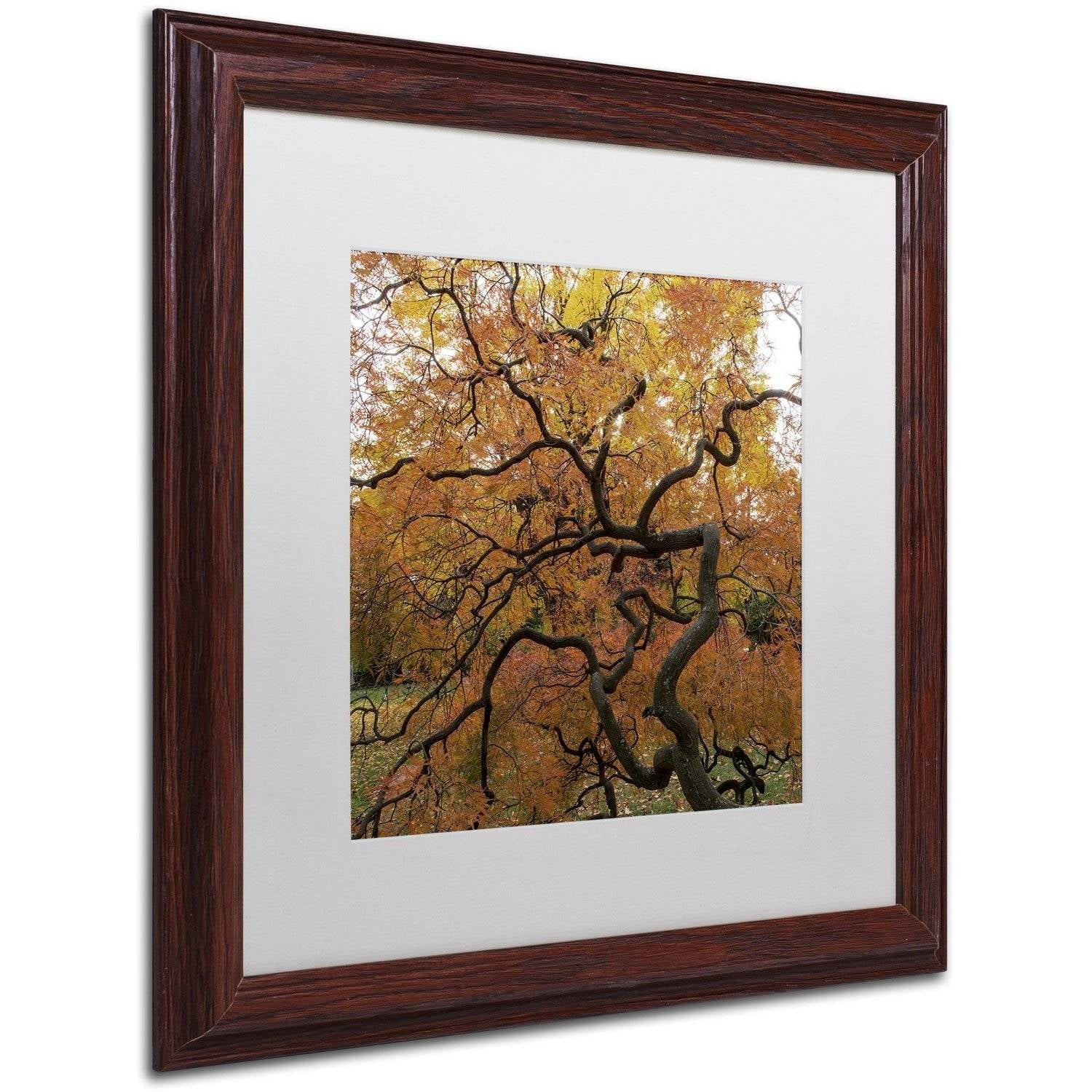 Trademark Fine Art "October Japanese Maple" Canvas Art by Kurt Shaffer, White Matte, Wood Frame