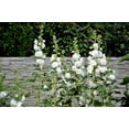 thumbnail image 6 of Seedville 50 Hollyhock Plant Seeds, Double Mixed, 6 of 11