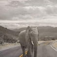 thumbnail image 3 of Phillip, Jamie 15x15 Black Modern Framed Museum Art Print Titled - Safari Street 2, 3 of 5