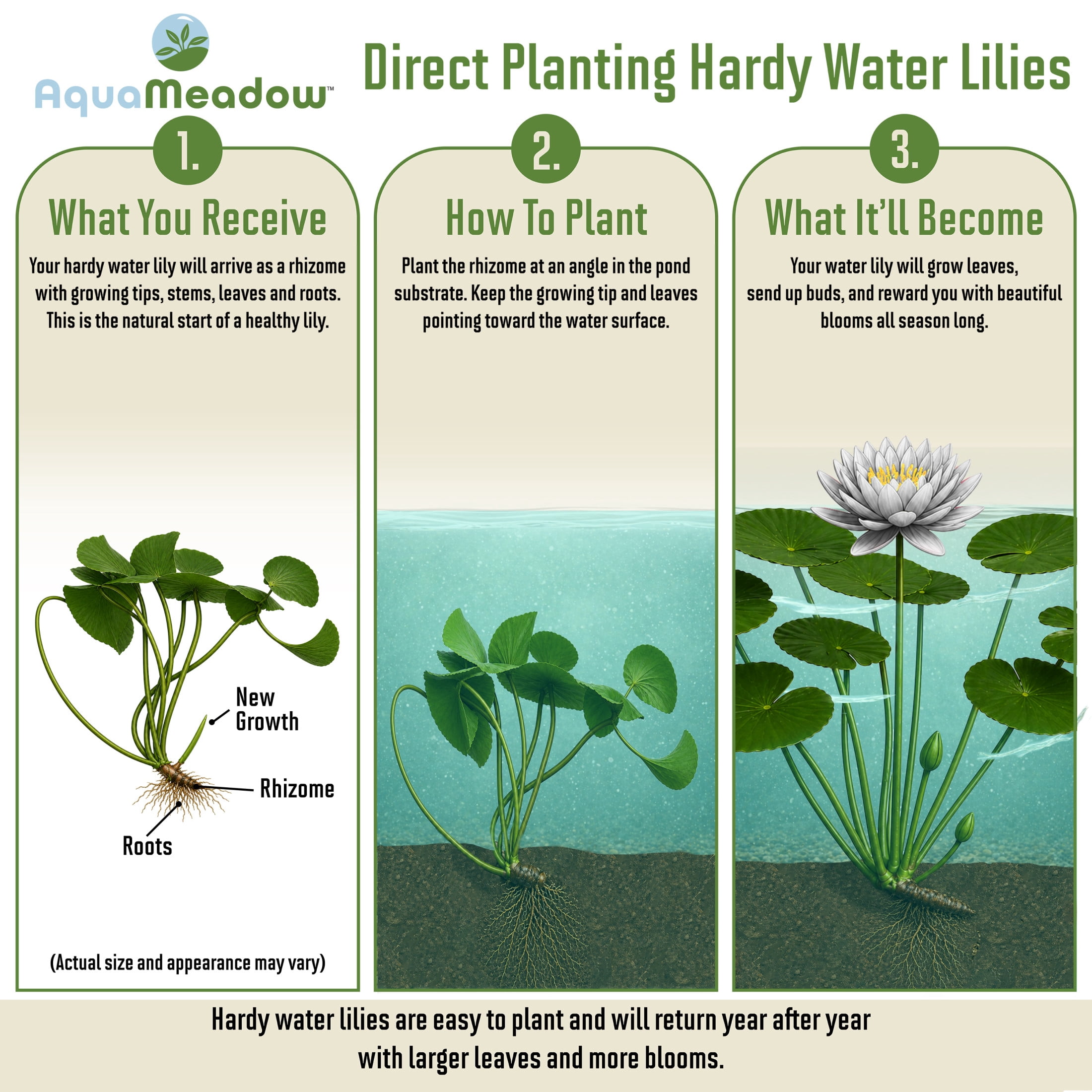 AquaMeadow White Hardy Water Lily
