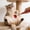 Red, variant on Cat Massage Rake, Retractable Stainless Steel Interactive Pet Stick with Multi-Tooth Plastic Head for Feline Back Scratching and Kitty Anxiety Purple