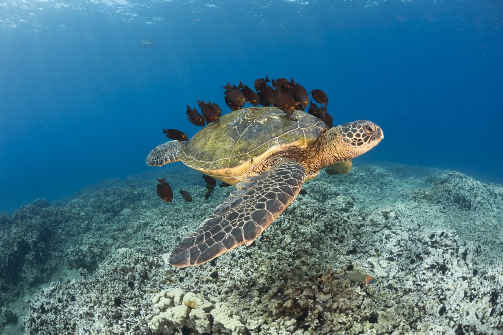 This green sea turtle (Chelonia mydas) an endangered species is having its shell cleaned by a school of Goldring Surgeonfish (Ctenochaetus strigosus) Maui Hawaii United States of America Canvas Art -