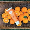 Deodorant For Underarms And Private Parts Lume 3oz Tube Deodorant for Underarms & Private Parts - Clean Tangerine