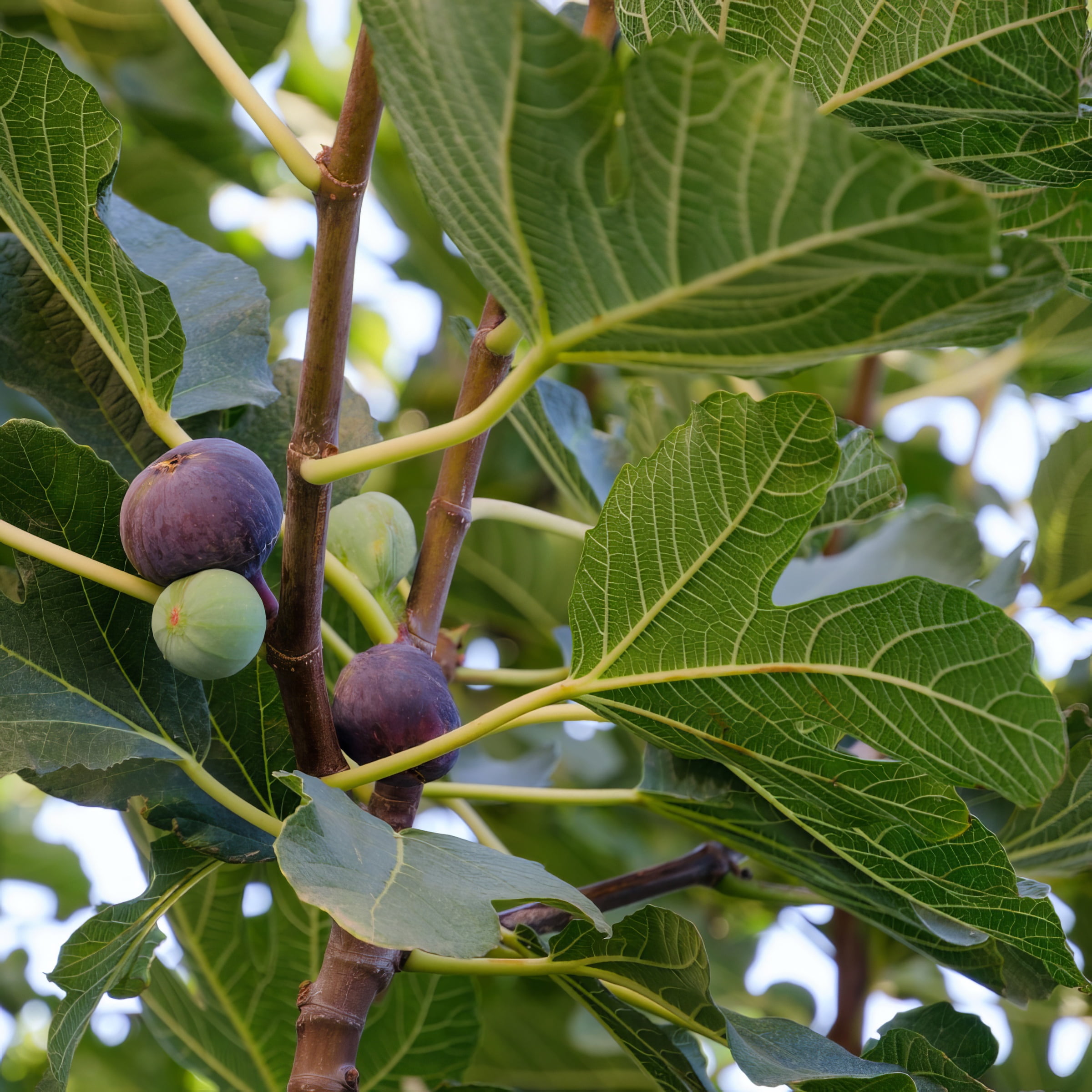 National Plant Network 3 gal Celeste Fig Live Shrub with Full Sunlight