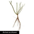 thumbnail image 3 of Violets Pride Dormant Bare Root Floribunda Rose, Includes one dormant plant per order, 3 of 4