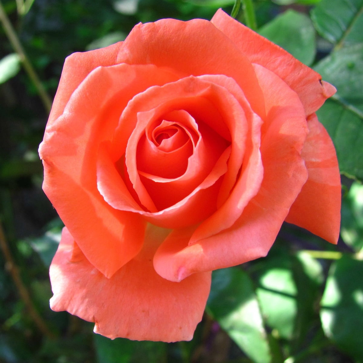 Van Zyverden Roses Tropicana 1 Plant Root Stock Orange Partial Sun Perennial Fragrant 3 lbs