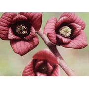 Paw Paw Trees - 2 Plants - Banana fruit - Asimina triloba - PawPaw - 3.25 Pot
