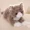 Brown, variant on Simulated plush toy cat. Soft filling type. Five colors. Cat-shaped. Mimics cat appearance. Real animal shape. Valentine's Day gift for little girls.