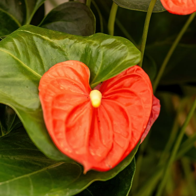 anthurium arisaemoides Anthurium arisaemoides  Ecuagenera USA Corp
