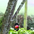 thumbnail image 4 of Coofit Bird Hanging Feeder Plastic Oval Shaped Hummingbird Feeder Parrot Feeder, 4 of 10
