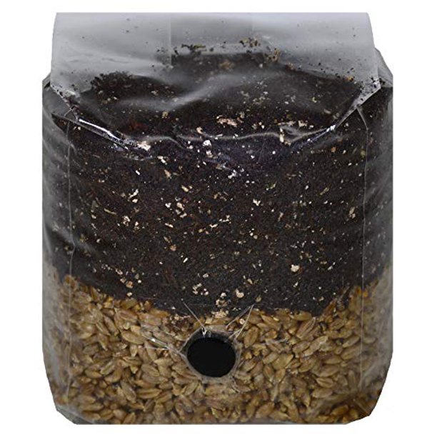 Mini All in One Mushroom Grow Bag