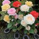 thumbnail image 4 of Solar Garden Decor, Set of 2 Solar Powered Rose Lights for Patio, Walkway, Red Yard Decor, 4 of 4