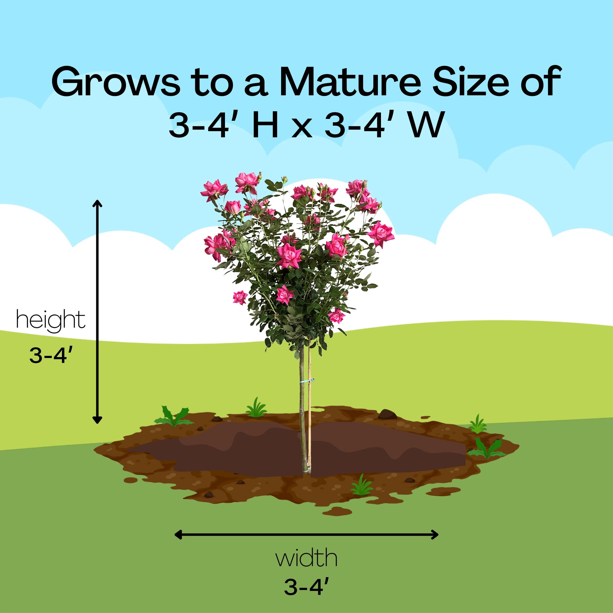 The Knock Out® Family of Roses 'The Pink Double Knock Out® Rose' Live Tree in 3-Gallon Grower Pot