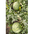 thumbnail image 3 of TomorrowSeeds - Yellow Petite Watermelon Seeds - 60+ Count - For 2026 Planting Yellow Flesh Personal, 3 of 9