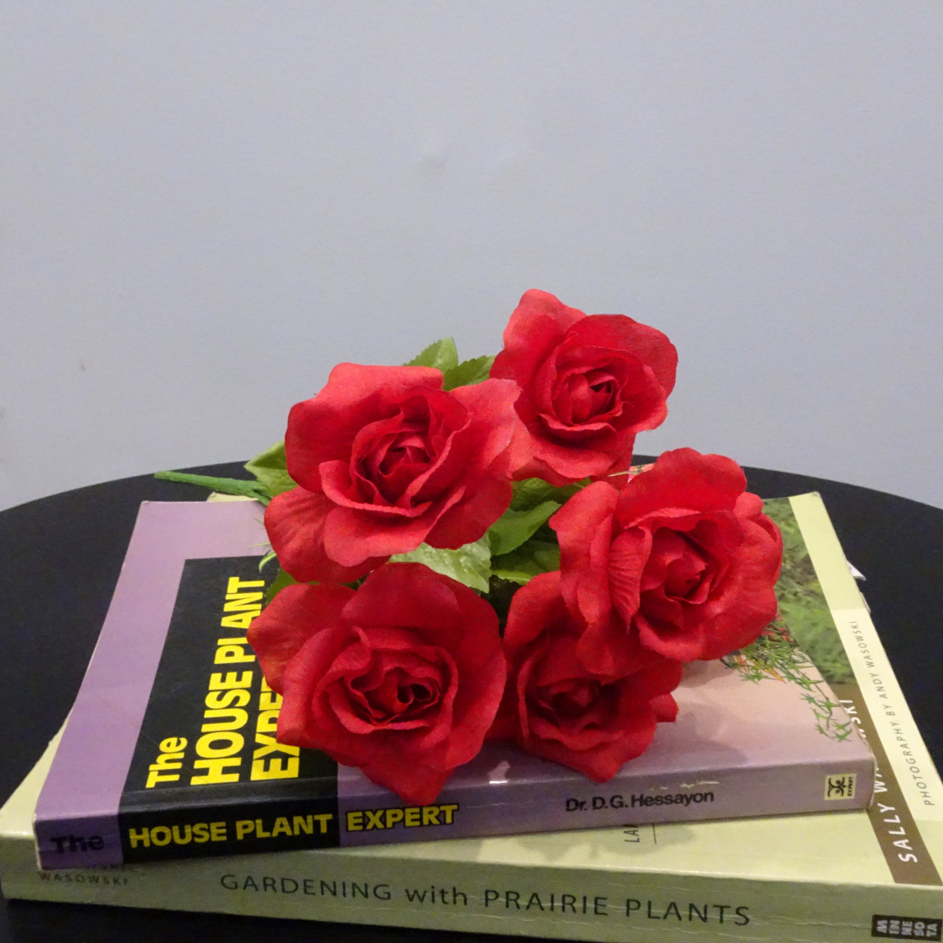 Red Open Rose Bush, 1 Each