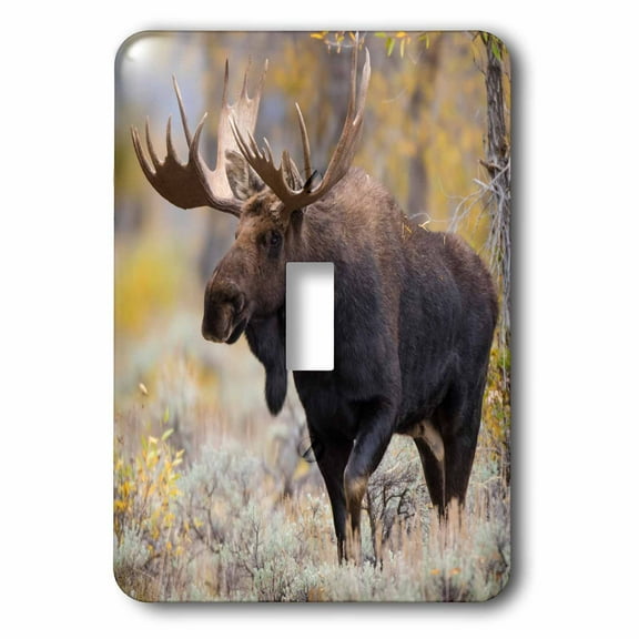 3dRose, Large bull Moose, Grand Teton National Park, Wyoming, single toggle switch