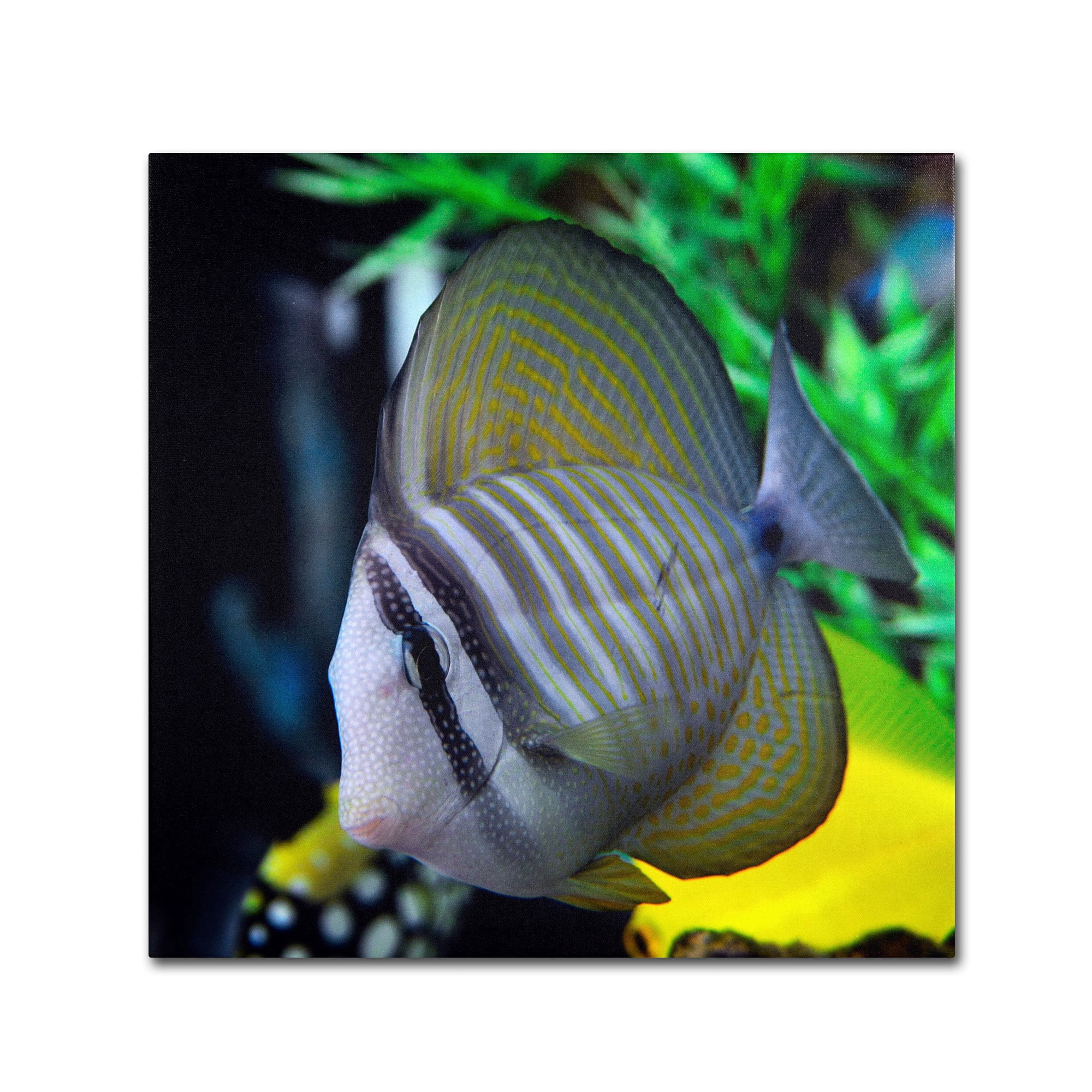 Trademark Fine Art "Tropical Fish 2" Canvas Art by Kurt Shaffer