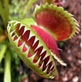 thumbnail image 5 of Surmen Legacy 3.5" Venus Fly Trap Live Plant in Grower Pot, Easy to Grow Carnivorous Houseplant, 5 of 5