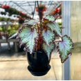 thumbnail image 2 of Live Rex Begonia Plant - 4" Plastic Hanging Pot - Black, 2 of 5