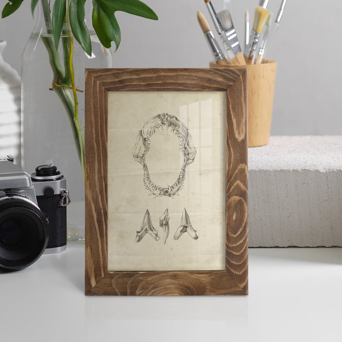 Shark Study I - Framed Print w/glass - Walnut