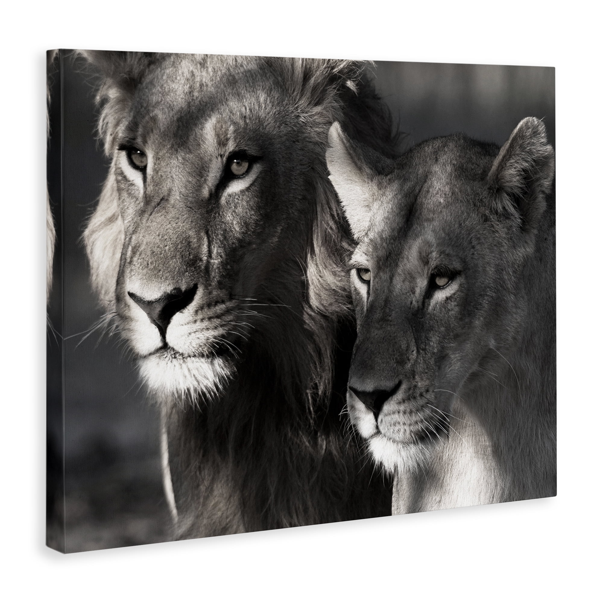 Stupell Industries Strong Lion & Lioness Animals & Insects Photography Gallery Wrapped Canvas Art Print Wall Art, 20 x 16