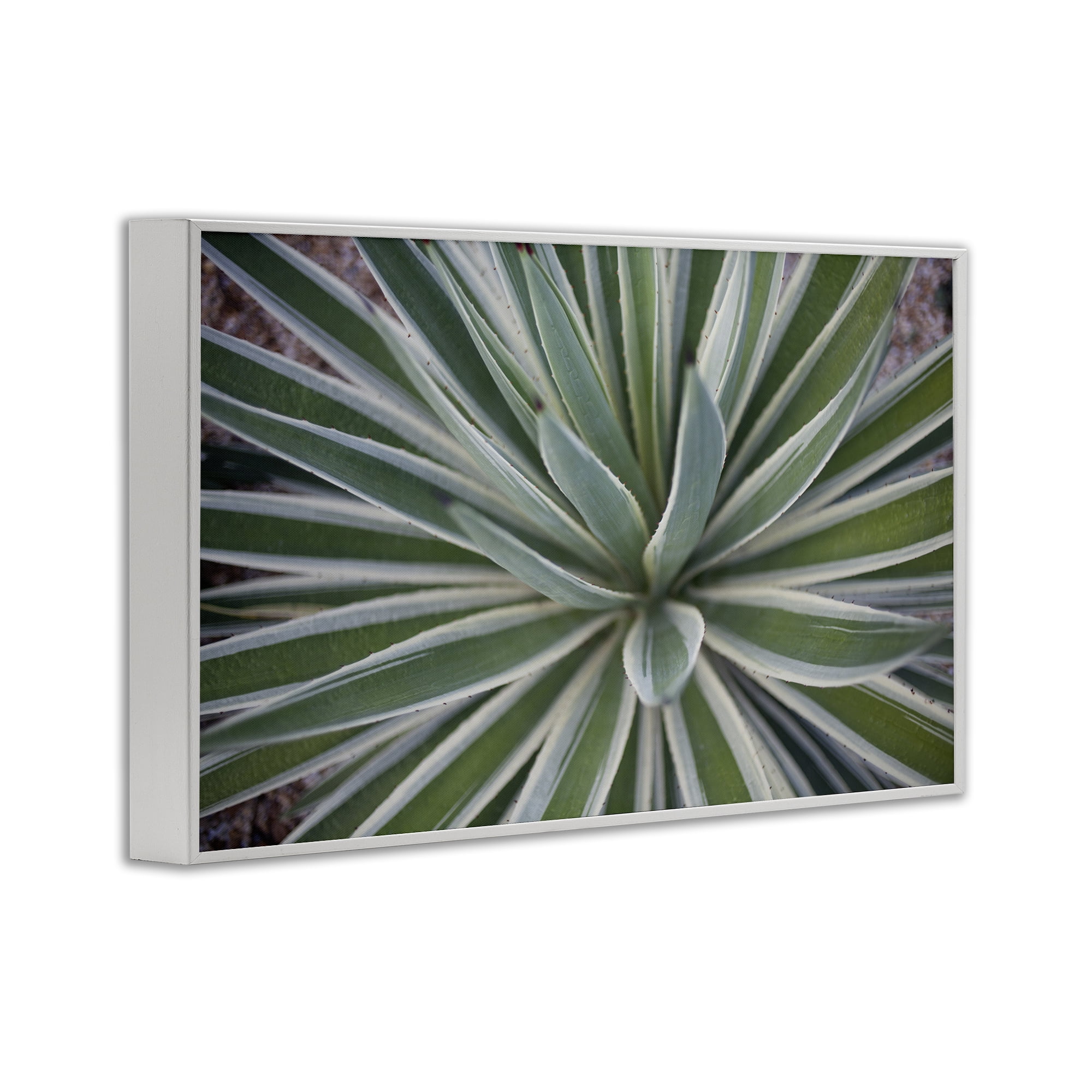Stupell Industries Centric Succulent Leaves Botanical & Floral Photography White Framed Art Print Wall Art, 24 x 16