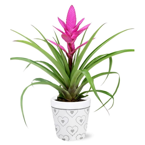 From You Flowers - Precious Love Pink Bromeliad Planter for Birthday, Anniversary, Get Well, Congratulations, Thank You, All Occasions