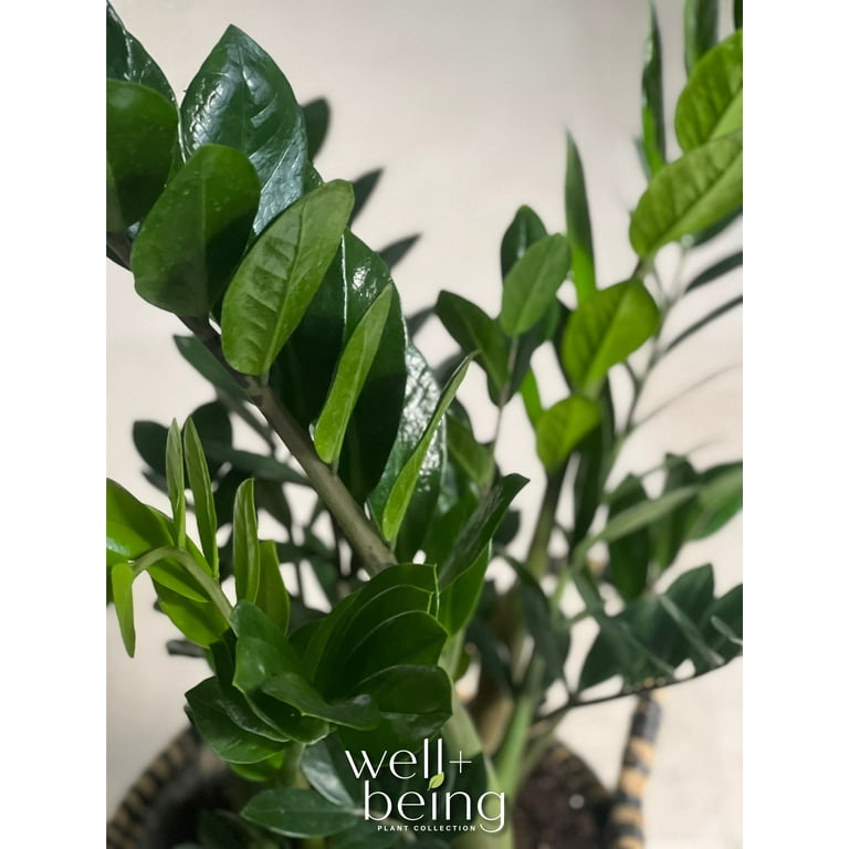 人気ブランドの Indoor/Outdoor Plant, ZZ Farms Way Nature's 25-30 Tall in. スノーボード