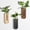 Black + Brown + Dark Brown, variant on 2 Pack Wooden Wall Vase Set Black Finish Modern Farmhouse Boho Decor for Narrow Spaces